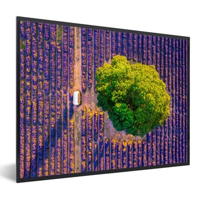 Poster - 80x60 cm - Luftaufnahme eines großen Baumes in einem Lavendelfeld
