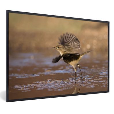 Poster - 30x20 cm - Ein Zilpzalp fliegt über dem Wasser