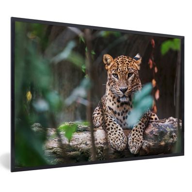 Poster - 120x80 cm - Panther - Dschungel - Tiere