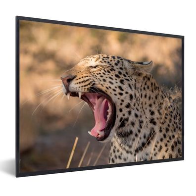Poster - 80x60 cm - Panther - Natur - Namibia