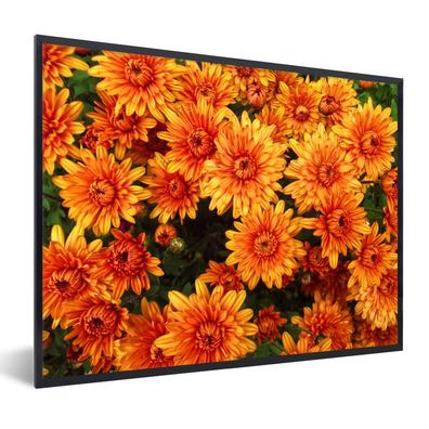 Poster - 80x60 cm - Blumen - Orange - Chrysantheme