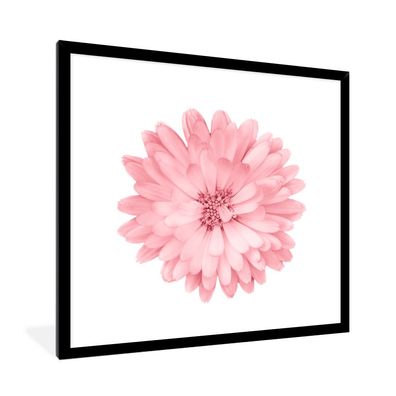 Poster - 40x40 cm - Blumen - Rosa - Kamille