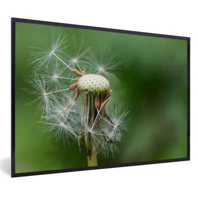 Poster - 30x20 cm - Löwenzahn verliert seine Samen