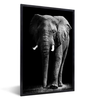 Poster - 60x90 cm - Elefant - Schwarz - Weiß - Wilde Tiere