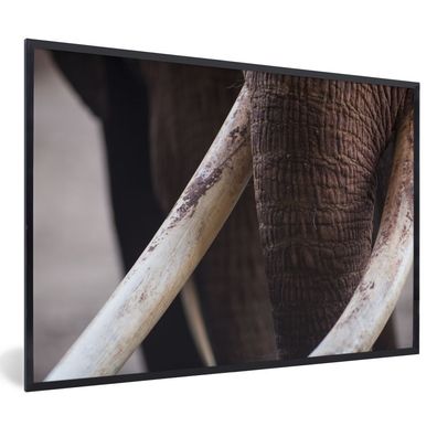Poster - 90x60 cm - Elefant - Zähne - Weiß