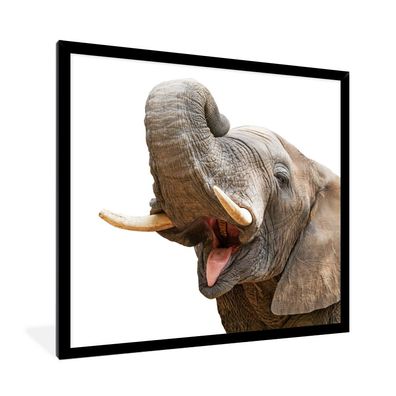 Poster - 40x40 cm - Elefant - Zunge - Weiß