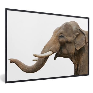 Poster - 60x40 cm - Elefant - Zähne - Weiß