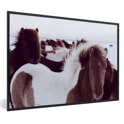 Poster - 90x60 cm - Pferde - Schnee - Island
