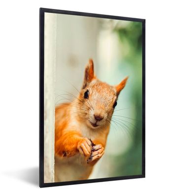 Poster - 40x60 cm - Eichhörnchen - Lustig - Nuss