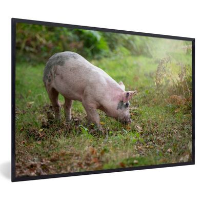 Poster - 90x60 cm - Schwein - Wald - Gras