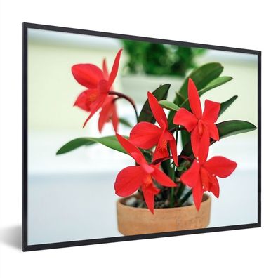 Poster - 40x30 cm - Rote Orchidee im Blumentopf