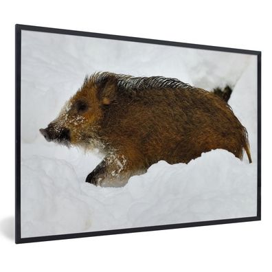 Poster - 120x80 cm - Schwein - Wild - Schnee