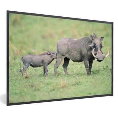Poster - 30x20 cm - Wild - Schwein - Afrika