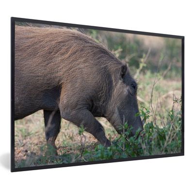 Poster - 90x60 cm - Schwein - Wildschwein - Wild