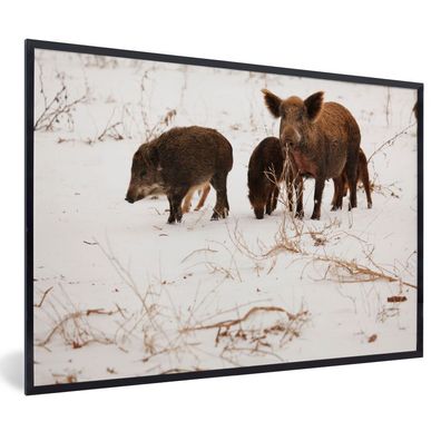 Poster - 90x60 cm - Schwein - Wild - Winter
