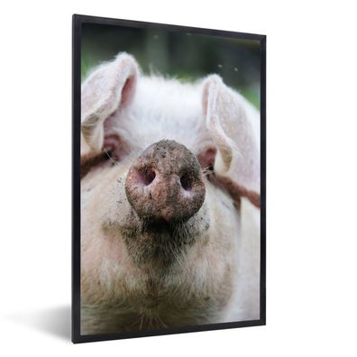 Poster - 40x60 cm - Schwein - Wild - Rosa