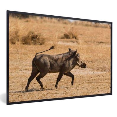 Poster - 60x40 cm - Schwein - Wildschwein - Afrika