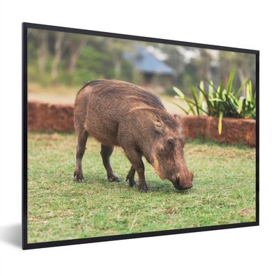 Poster - 40x30 cm - Spiel - Schwein - Garten