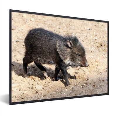 Poster - 80x60 cm - Groß - Schwein - Wild