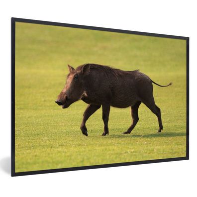 Poster - 90x60 cm - Schwein - Wild - Gras