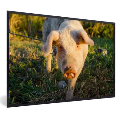 Poster - 120x80 cm - Spiel - Schwein - Sonnenuntergang