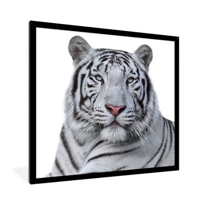 Poster - 80x60 cm - Tiger - Weiß - Tiere