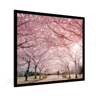 Poster - 80x60 cm - Sakura-Bäume an einem klaren Tag