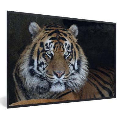 Poster - 120x80 cm - Tiger - Höhle - Natur