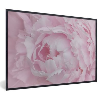 Poster - 90x60 cm - Nahaufnahme und Draufsicht einer rosa Pfingstrose