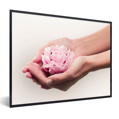 Poster - 80x60 cm - Hände halten eine rosa Pfingstrose