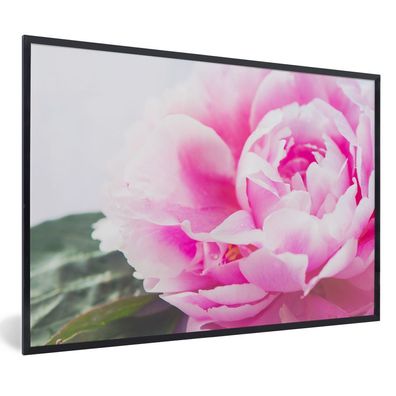 Poster - 90x60 cm - Nahaufnahme einer rosa Pfingstrose mit Blättern