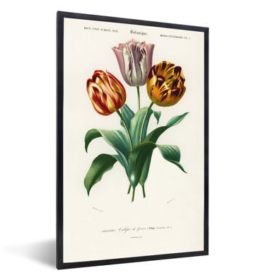 Poster - 80x120 cm - Tulpen - Blume - Vintage