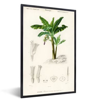 Poster - 60x90 cm - Pflanzen - Vintage - Blatt