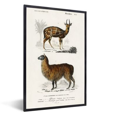 Poster - 40x60 cm - Alpaka - Vintage - Tier