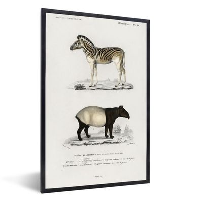 Poster - 60x90 cm - Zebra - Vintage - Tier
