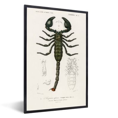 Poster - 40x60 cm - Skorpion - Jahrgang - Insekten