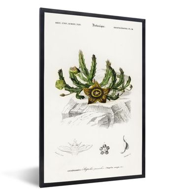 Poster - 60x90 cm - Blumen - Vintage - Botanik