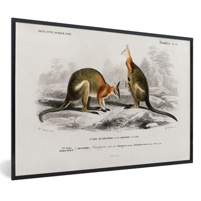 Poster - 90x60 cm - Känguru - Tier - Vintage