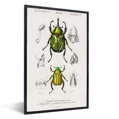 Poster - 20x30 cm - Käfer - Jahrgang - Insekten