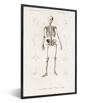 Poster - 60x90 cm - Skelett - Jahrgang - Knochen