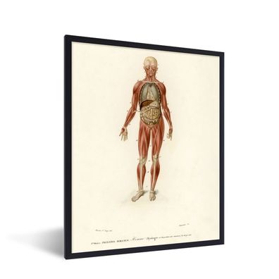 Poster - 30x40 cm - Anatomie - Körper - Mensch