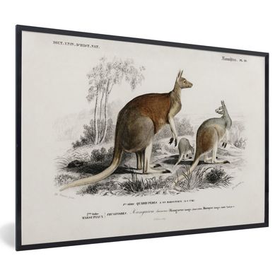 Poster - 30x20 cm - Känguru - Tier - Vintage