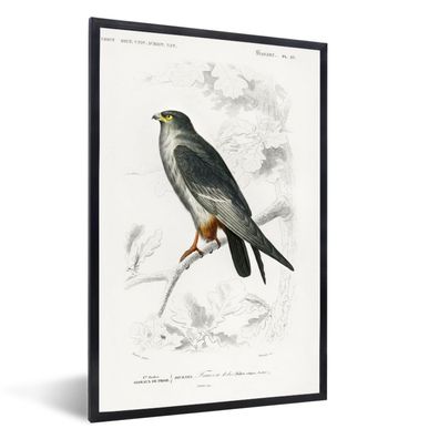 Poster - 80x120 cm - Vogel - Jahrgang - Falke
