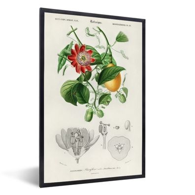 Poster - 60x90 cm - Pflanze - Vintage - Passionsblume