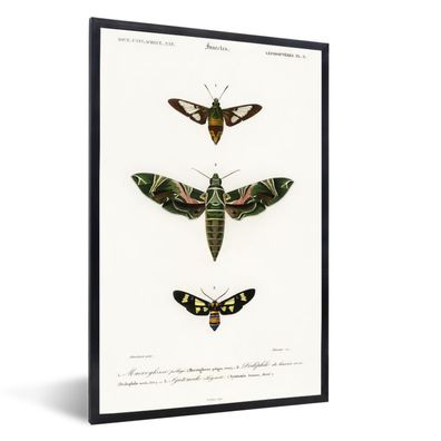 Poster - 60x90 cm - Insekten - Vintage - Realismus