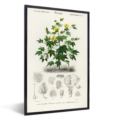 Poster - 20x30 cm - Pflanze - Blume - Botanik