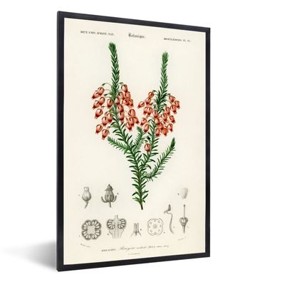 Poster - 20x30 cm - Pflanze - Blume - Botanik