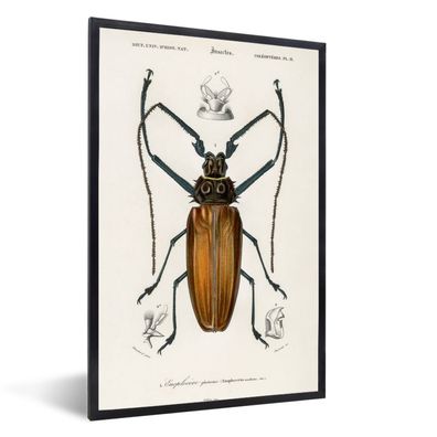 Poster - 40x60 cm - Insekten - Vintage - Realismus