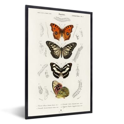 Poster - 60x90 cm - Schmetterling - Vintage - Insekten