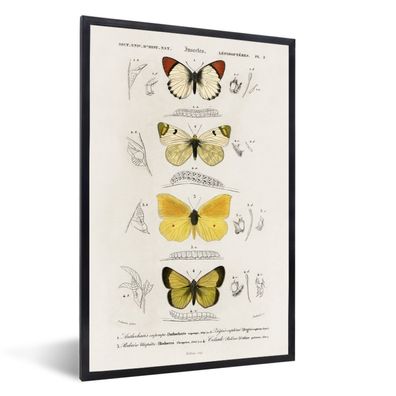 Poster - 40x60 cm - Schmetterling - Vintage - Insekten